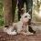 Ultrazvukov&yacute; odpuzovač kl&iacute;&scaron;ťat pro zv&iacute;řata TICKLESS ECOPET
