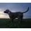 Tractive DOG 6 - GPS lok&aacute;tor pro psy a monitor zdrav&iacute;, čern&yacute;