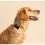 Tractive DOG 6 - GPS lok&aacute;tor pro psy a monitor zdrav&iacute;, čern&yacute;