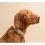 Tractive DOG 6 - GPS lok&aacute;tor pro psy a monitor zdrav&iacute;, hněd&yacute;