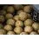 Shimano TX1 Boillie Tiger Nut 20mm - 1kg
