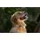 Tractive DOG 6 XL &ndash; GPS lok&aacute;tor pro psy a monitor zdrav&iacute;, hněd&yacute;