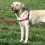 Postroj proti tah&aacute;n&iacute; EasyWalk Harness - L, čern&yacute;
