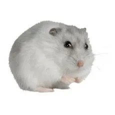 Klec pro křečka
