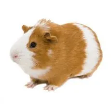 Klec pro morče