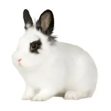 Klec pro kr&aacute;l&iacute;ka