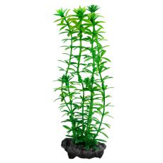 Egeria densa (Anacharis) - rostlina Tetra 15 cm, S