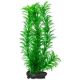 Cabomba caroliniana (Green Cabomba) - rostlina Tetra 30 cm, L