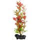 Ludwigia repens (Red Ludwigia) - rostlina Tetra 15 cm, S