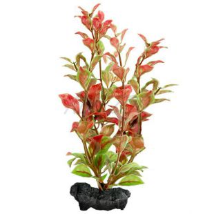 Ludwigia repens (Red Ludwigia) - rostlina Tetra 23 cm, M