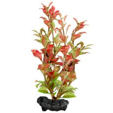 Ludwigia repens (Red Ludwigia) - rostlina Tetra 30 cm, L