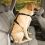 KURGO Seatbelt Tether, bezpečnostní autopás s ouškem pro psy