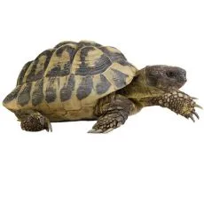 Želvy a terarijn&iacute; živočichov&eacute;