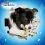 Dentalife Medium pamlsky pro psy 8x69 g 