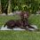 Trixie Chladicí podložka pro psy, 65 x 50 cm, šedá