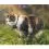 Tractive GPS CAT Mini + obojek - sledov&aacute;n&iacute; polohy a aktivity va&scaron;&iacute; kočky - tmavě modr&yacute;