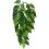Ficus silk small - rostlina do ter&aacute;ria, 45 cm