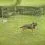 Ohr&aacute;dka pro psa Dog Park 2